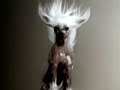 Vitalic - Birds