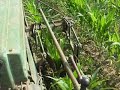 cultivating corn with a classic two cylinder deere cultivating corn with a classic two cylinder deere