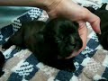 Bel Ami French Bulldogs - CH Hugo Boss and Java pups Bel Ami French Bulldogs - CH Hugo Boss and Java pups