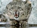 videos de powerful tigers/predadores/selvagem