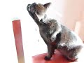 Bombay cat is playing in the sun Bombay cat is playing in the sun