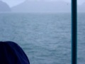 videos de Another Pod of Killer Whales in Alaska with Whale Communication