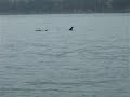 Killer Whales Killer Whales