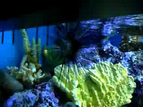 hong_kong-ocean_park-huge_urchin.MOV