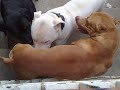 cachorros.mp4
