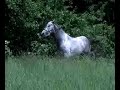 Curly Horse Mares- Sterling Curlies part 2