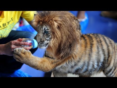 Most BIZARRE Animals That Shouldn't Exist!