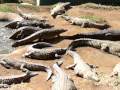 Crocodiles Lining Up for Food