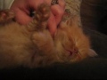 Tygrys (Tiger)