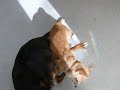 Play Dog Fighting Play Dog Fighting