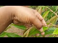Pohon durian di tanam kok layu lanjut mati inilah salah satu faktornya