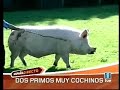 Dos primos muy cochinos