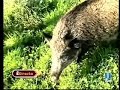 Dos primos muy cochinos