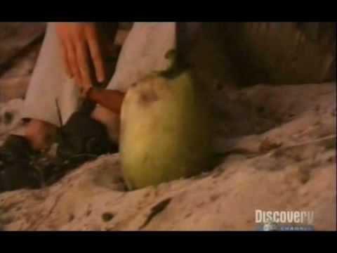 Grylls Gone Wild