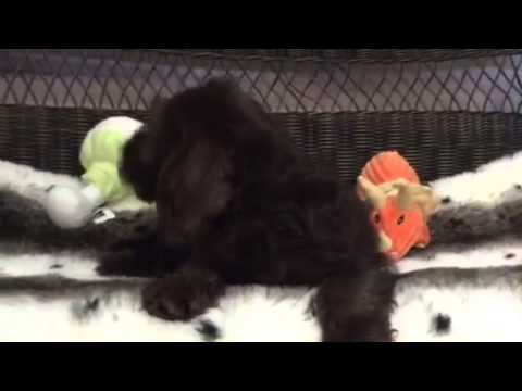 Hersheys kisses! Chocolate Labradoodle puppy!!