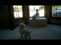 Cockapoo