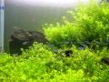 planted aquarium 45cube ~テトラ群れる~