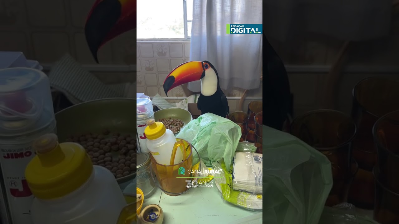 Tucano invade casa e faz um lanchinho