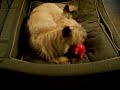 Rocky's squeaky chicken