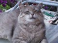 videos de il mio gatto grigio di nome 
