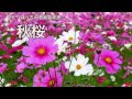 山口百恵【秋桜】ひとりぼっちの音楽製作所 残間里江子
