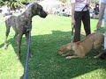 Gunther, Sterling and Karma II