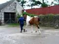 horse