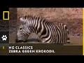 NATIONAL GEOGRAPHIC CHANNEL DEUTSCHLAND Zebra gegen Krokodil