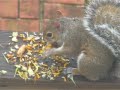 Squirrel Stealing Mah Sunflowers Squirrel Stealing Mah Sunflowers