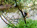 CHUBBY & LIPPY IN THE RIVER FROME