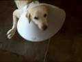 title="Dog
