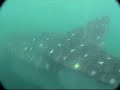 Borneo Whaleshark 4 - Kota Kinabalu