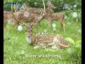 Bandipur National Park Videos, Karnataka, India Bandipur National Park Videos, Karnataka, India