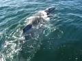 videos de Amazing Whale Encounter Provincetown
