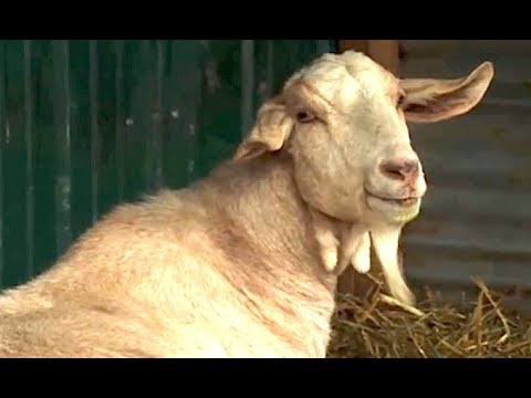girl killing goat
