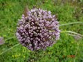 Jard� etnobot�nic a Antignac, Auv�rnia