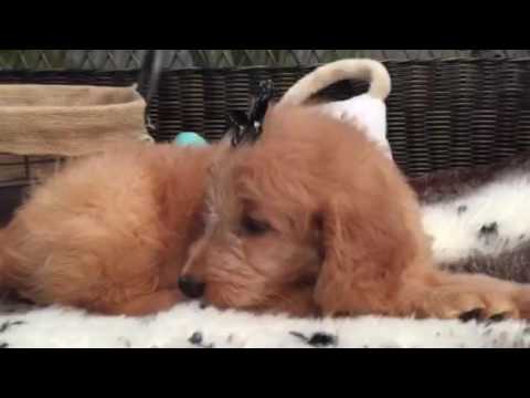 A real teddy bear, Mini Goldendoodle puppy!