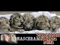 LE�EZINHOS BRANCOS RAROS... Nascidos na Jord�nia.