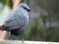 Avidome: Lavender Finches