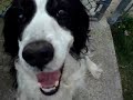 My dog pikus
