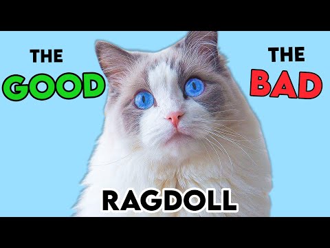 MUST-KNOW Ragdoll Cat PROS and CONS