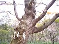 Knarley Tree Lord of the Rings