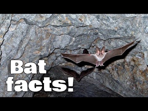 Bat Facts for Kids