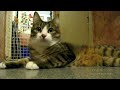 Cat And Flute (Кот и флейта)
