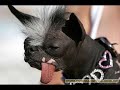 Animais engraçados Animais engraçados