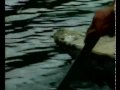Primeira parte do documentario exibido pela Tv Cultura sobre a coleta de peixes ornamentais na Amazonia, muito interessante! Downlod Completo: http://rapidshare.com/files/148978431... 
