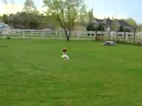 Watch 'Dog Balancing Ball on Nose'