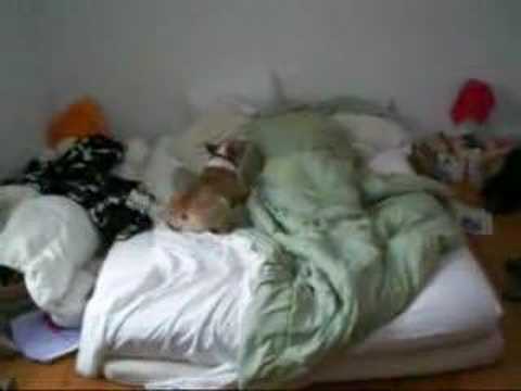 bull terrier