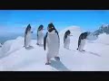 Pinguin Dance