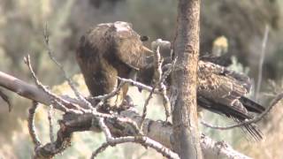 Red-tailed Hawks Eating Mourning Dove